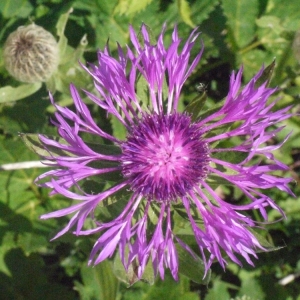 Photographie n°183482 du taxon Centaurea uniflora Turra [1765]