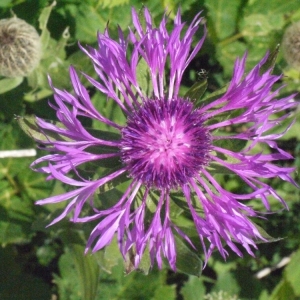 Centaurea uniflora L. (Centaurée à un capitule)