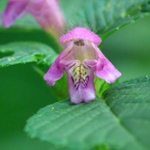 Galeopsis gacognei Jord. (Galéopsis tétrahit)