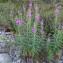  Alain Bigou - Epilobium angustifolium subsp. angustifolium