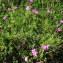  Alain Bigou - Dianthus seguieri subsp. pseudocollinus (P.Fourn.) Jauzein [2010]