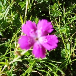 Photographie n°183519 du taxon Dianthus seguieri subsp. pseudocollinus (P.Fourn.) Jauzein [2010]