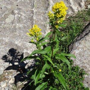  - Solidago virgaurea subsp. alpestris (Waldst. & Kit. ex Willd.) Gremli [1878]