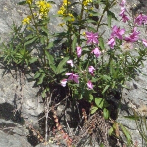 Photographie n°183527 du taxon Epilobium dodonaei subsp. fleischeri (Hochst.) Schinz & Thell. [1923]