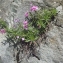  Liliane Roubaudi - Epilobium dodonaei subsp. fleischeri (Hochst.) Schinz & Thell. [1923]