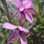  Liliane Roubaudi - Epilobium dodonaei subsp. fleischeri (Hochst.) Schinz & Thell. [1923]