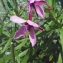  Liliane Roubaudi - Epilobium dodonaei subsp. fleischeri (Hochst.) Schinz & Thell. [1923]