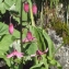  Liliane Roubaudi - Lilium martagon L. [1753]