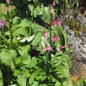 Photographie n°183550 du taxon Lilium martagon L.