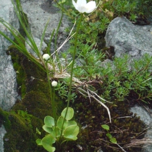 Photographie n°183551 du taxon Parnassia palustris L. [1753]