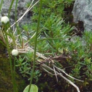 Photographie n°183552 du taxon Parnassia palustris L. [1753]