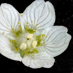 Photographie n°183555 du taxon Parnassia palustris L. [1753]