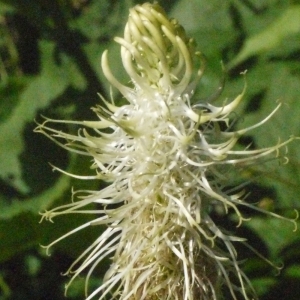 Photographie n°183559 du taxon Phyteuma spicatum L. [1753]