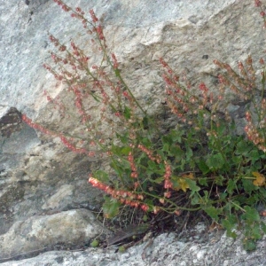 Photographie n°183562 du taxon Rumex scutatus L. [1753]