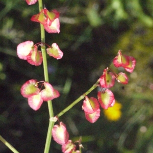 Photographie n°183566 du taxon Rumex scutatus L. [1753]