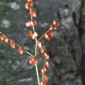 Photographie n°183568 du taxon Rumex scutatus L. [1753]