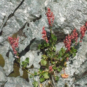 Photographie n°183570 du taxon Rumex scutatus L. [1753]