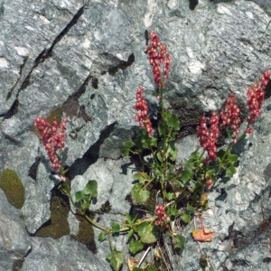 Photographie n°183571 du taxon Rumex scutatus L. [1753]