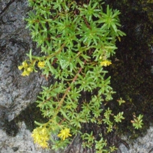 Photographie n°183578 du taxon Saxifraga aizoides L. [1753]