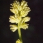  Liliane Roubaudi - Tofieldia calyculata (L.) Wahlenb. [1812]