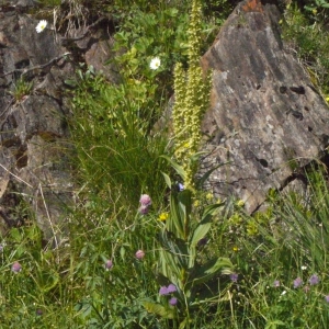 Photographie n°183589 du taxon Veratrum album L. [1753]