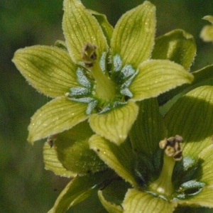 Photographie n°183598 du taxon Veratrum album L. [1753]