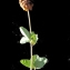  Liliane Roubaudi - Trifolium spadiceum L. [1755]