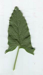 Liliane Roubaudi, le 19 août 2013 (Chamonix-Mont-Blanc)