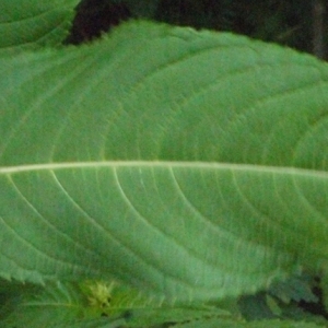 Photographie n°183606 du taxon Impatiens glandulifera Royle [1833]