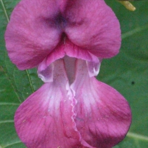 Photographie n°183607 du taxon Impatiens glandulifera Royle [1833]