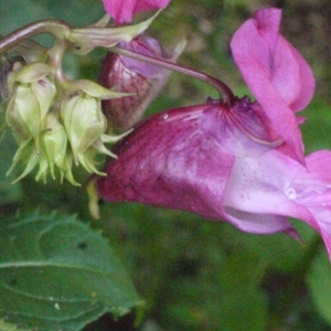 Photographie n°183609 du taxon Impatiens glandulifera Royle [1833]