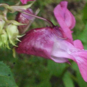 Photographie n°183610 du taxon Impatiens glandulifera Royle [1833]