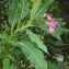  Liliane Roubaudi - Impatiens glandulifera Royle [1833]