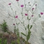  Liliane Roubaudi - Silene coronaria (L.) Clairv. [1811]