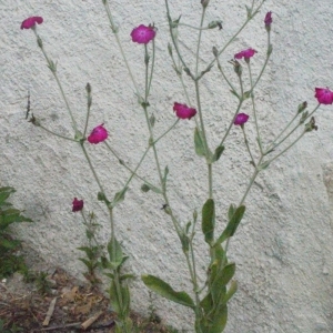 Photographie n°183619 du taxon Silene coronaria (L.) Clairv. [1811]