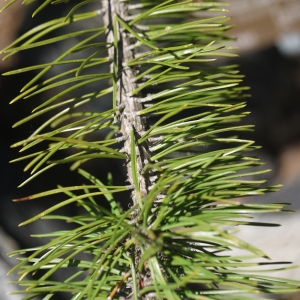 Photographie n°183627 du taxon Pinus montana subsp. prostrasta Tubeuf
