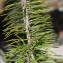  Liliane Roubaudi - Pinus montana subsp. prostrasta Tubeuf
