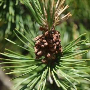 Photographie n°183628 du taxon Pinus montana subsp. prostrasta Tubeuf