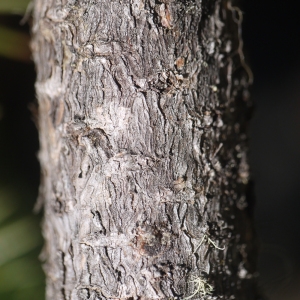 Photographie n°183629 du taxon Pinus montana subsp. prostrasta Tubeuf