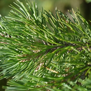 Photographie n°183630 du taxon Pinus montana subsp. prostrasta Tubeuf
