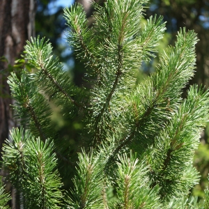 Photographie n°183631 du taxon Pinus montana subsp. prostrasta Tubeuf