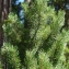  Liliane Roubaudi - Pinus montana subsp. prostrasta Tubeuf