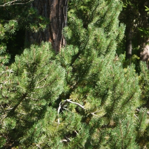 Photographie n°183633 du taxon Pinus montana subsp. prostrasta Tubeuf