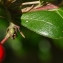  Liliane Roubaudi - Arctostaphylos uva-ursi (L.) Spreng. [1825]