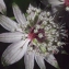  Liliane Roubaudi - Astrantia major L. [1753]