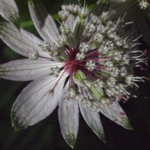 Photographie n°183643 du taxon Astrantia major L. [1753]