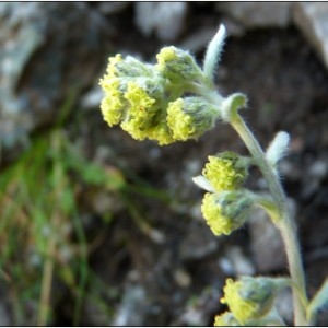 Artemisia umbelliformis Lam. (Genépi blanc)