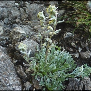  - Artemisia umbelliformis Lam. [1783]