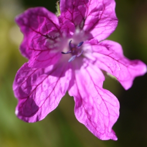 Erodium manescavii Coss. (Bec-de-grue de Manescaut)