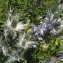  Liliane Roubaudi - Eryngium alpinum L. [1753]